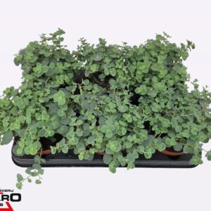 Sedum sieboldii
(6 Plants/Order)(12cmP 18cmH)