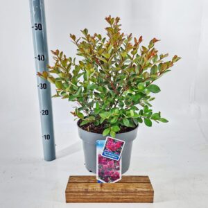 Lagerstroemia indica (h) Red Red Wine ('Lagvar'PBR)
(1 Plants/Order)(23cmP 45cmH)
