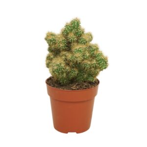 Cereus Pervianus Monstrosus dark yellow peruvianus 8,5 cm
(12 Plants/Order)(8.5cmP 12cmH)