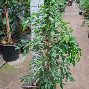 Ficus Exotica piramide 180
(1 Plants/Order)(30cmP 180cmH)