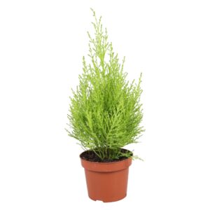 Cupressus Goldcrest Wilma
(10 Plants/Order)(12cmP 35cmH)