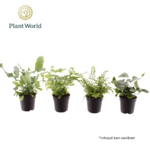 Varens mixed
(16 Plants/Order)(7cmP 20cmH)