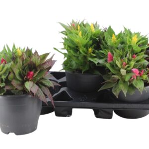 Celosia Kelos Fire Celosia Kelos Fire Carnaval
(3 Plants/Order)(20cmP 35cmH)