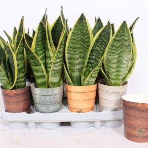 Sansevieria Futura Superba in Rough Tough cup
(12 Plants/Order)(9cmP 30cmH)