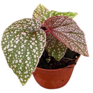 Begonia Morris
(14 Plants/Order)(8cmP 12cmH)