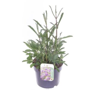 Verbena other Lollipop
(6 Plants/Order)(17cmP 45cmH)