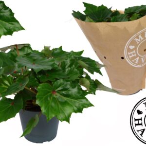 Begonia Rubi Verde Bladbegonia Rex MUST HAVE
(6 Plants/Order)(13cmP 35cmH)