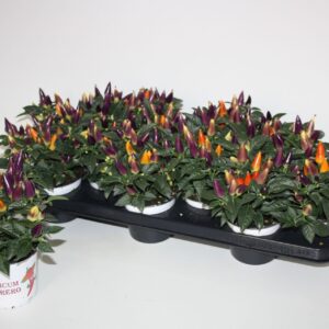 Capsicum Acapulco Multicolor Sombrero
(12 Plants/Order)(10.5cmP 25cmH)