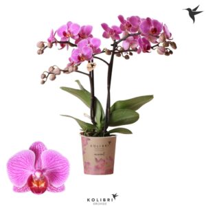 Phalaenopsis Multifloratypes other Hamburg 2 spike
(12 Plants/Order)(9cmP 40cmH)