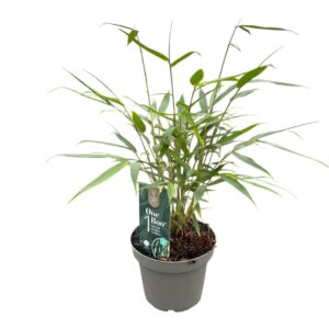 Fargesia robusta Pingwu One Boo™ Wall P14
(8 Plants/Order)(14cmP 30cmH)