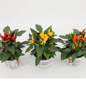 Capsicum Favorit Sombrero mixed
(12 Plants/Order)(10.5cmP 25cmH)