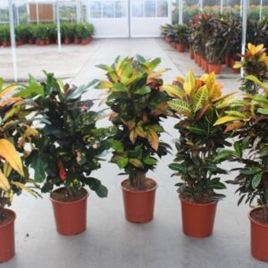 Codiaeum Codiaeum mix (Croton)
(10 Plants/Order)(27cmP 110cmH)
