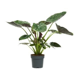 Alocasia wentii Alocasia Wentii 32cm
(1 Plants/Order)(32cmP 140cmH)
