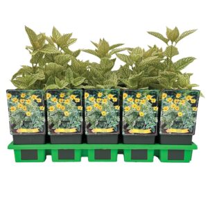 Heliopsis Variegata P11
(10 Plants/Order)(11cmP 40cmH)
