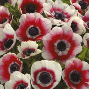 Droge Bulbs Anemone Coronaria Bicolor x20 5/6
(10 Plants/Order)(20cmP 15cmH)