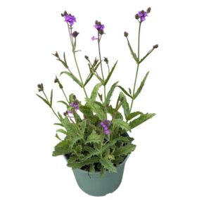 Verbena rigida Verbena Rigida 'Venosa'
(1 Plants/Order)(19cmP 35cmH)