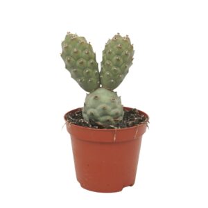 Tephrocactus articulatus 8,5 cm
(12 Plants/Order)(8.5cmP 12cmH)