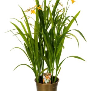 Crocosmia George Davison Crocos g .davids
(1 Plants/Order)(19cmP 80cmH)