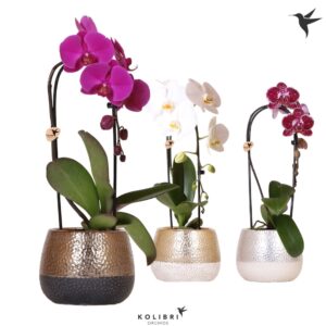 Phalaenopsis Elegant Cascade Niagara Fall mix 1 spike in Elite Pot mix
(3 Plants/Order)(12cmP 50cmH)
