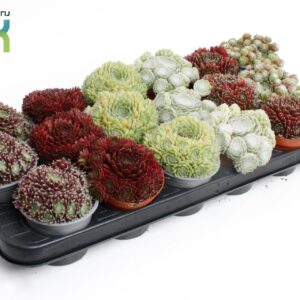 Sempervivum mix Sempervivum mix
(12 Plants/Order)(8.5cmP 10cmH)