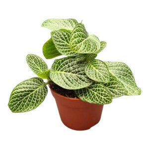 Fittonia verschaffeltii Albivensis
(10 Plants/Order)(7cmP 15cmH)