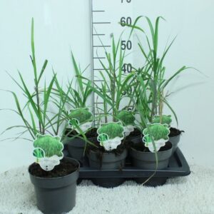 Miscanthus x giganteus
(6 Plants/Order)(17cmP 60cmH)