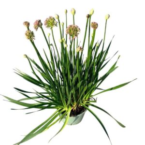 Droge Bulbs Allium Ball Millenium
(1 Plants/Order)(17cmP 40cmH)
