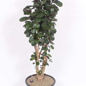 Polyscias Fabian
(1 Plants/Order)(40cmP 160cmH)