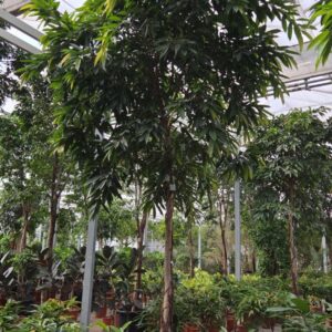 Ficus Amstel King
(1 Plants/Order)(80cmP 500cmH)