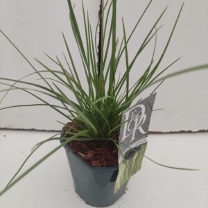 Siergrassen mix Sesleria Autumnalis
(6 Plants/Order)(17cmP 30cmH)