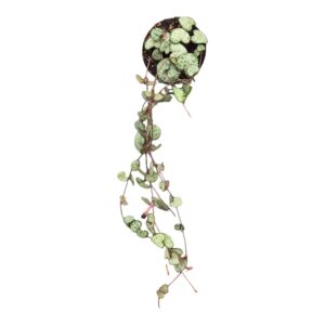 Ceropegia woodii Variegata
(5 Plants/Order)(7cmP 15cmH)
