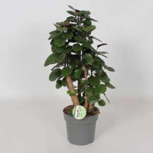 Polyscias Fabian
(1 Plants/Order)(17cmP 60cmH)