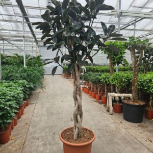 Ficus Burgundy
(1 Plants/Order)(60cmP 270cmH)