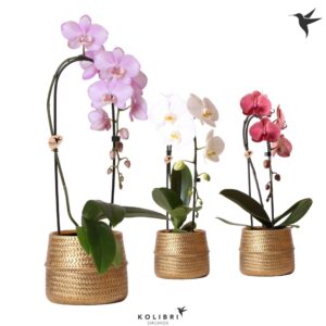 Phalaenopsis Elegant Cascade Niagara Fall mix 1 spike in Groove Pot gold
(3 Plants/Order)(12cmP 50cmH)