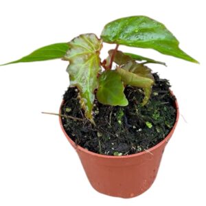 Begonia Borneensis
(14 Plants/Order)(8cmP 12cmH)