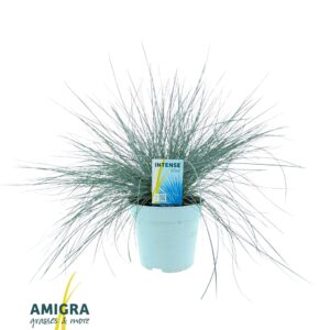 Festuca glauca Intense Blue®
(6 Plants/Order)(17cmP 45cmH)