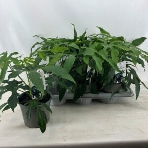 Fatsia japonica
(6 Plants/Order)(17cmP 50cmH)