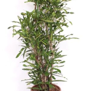 Codiaeum Mammi Yellow (Croton)
(1 Plants/Order)(40cmP 170cmH)