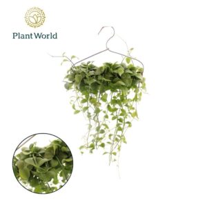 Dischidia Geri' op kledinghanger
(5 Plants/Order)(5cmP 999cmH)