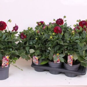Dahlia Labella Grande Purple XL 17 CM
(6 Plants/Order)(17cmP 40cmH)