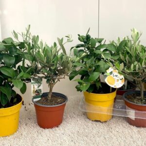 Citrus Algarve mix Olea medi-stem
(6 Plants/Order)(14cmP 35cmH)
