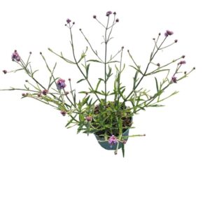 Verbena bonariensis Lollipop'
(1 Plants/Order)(17cmP 45cmH)