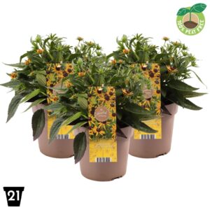 Rudbeckia Little Goldstar'
(1 Plants/Order)(21cmP 40cmH)