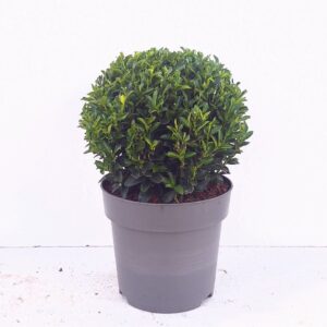 Euonymus japonicus Green Spire Colours in Shape'
(1 Plants/Order)(23cmP 40cmH)