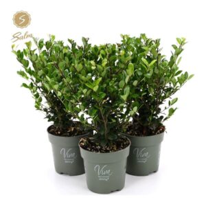 Ilex crenata Jenny Viva P10
(10 Plants/Order)(10cmP 28cmH)
