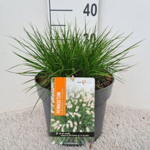 Pennisetum alopecuroides Little Bu
(1 Plants/Order)(26cmP 30cmH)