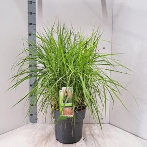 Miscanthus sinensis Pink Cloud'
(1 Plants/Order)(29cmP 95cmH)