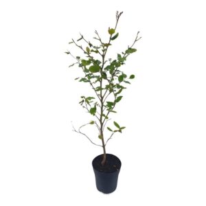 Fagus sylvatica
(1 Plants/Order)(17cmP 60cmH)