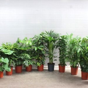Indoor plants Mixkar 1424
(15 Plants/Order)(24cmP 120cmH)