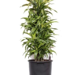 Dracaena Lemon Lime
(1 Plants/Order)(40cmP 140cmH)